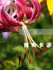 信用卡逾期不能再刷 信用卡逾期不能再刷