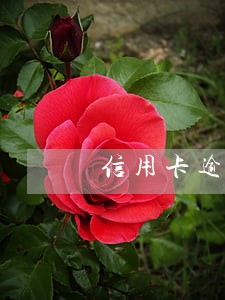 信用卡逾期不能分期付款吗 信用卡逾期不能分期付款吗