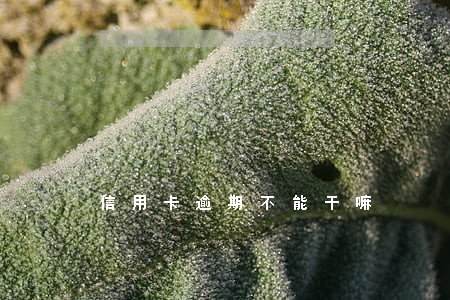 信用卡逾期不能干嘛 信用卡逾期不能干嘛