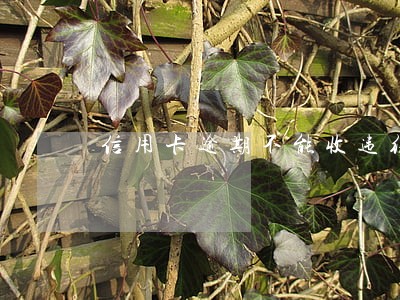 信用卡逾期不能收违约金