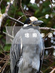 信用卡逾期不能用了还能办吗 信用卡逾期不能用了还能办吗