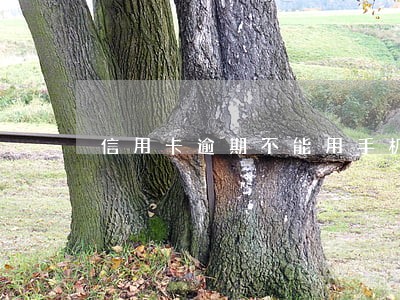 信用卡逾期不能用手机分吗期 信用卡逾期不能用手机分吗期
