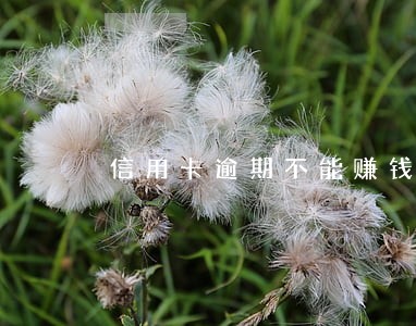 信用卡逾期不能赚钱
