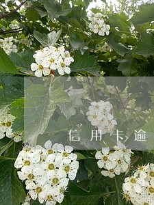 信用卡逾期不能还款会怎么样 信用卡逾期不能还款会怎么样