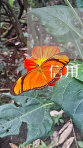 信用卡逾期不良征信记录吗