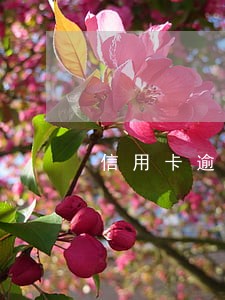 信用卡逾期不让查账单