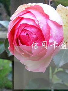 信用卡逾期不超过20次 信用卡逾期不超过20次
