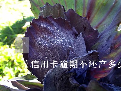 信用卡逾期不还产多少利息