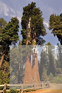 信用卡逾期不还会上征信吗