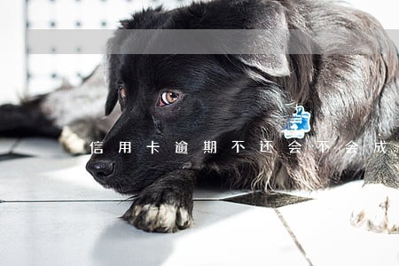 信用卡逾期不还会不会成黑户