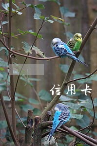 信用卡逾期不还会增加利息吗