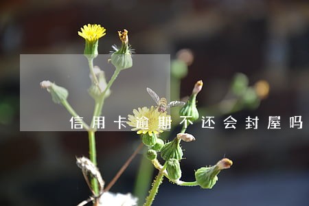 信用卡逾期不还会封屋吗 信用卡逾期不还会封屋吗