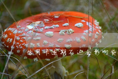 信用卡逾期不还会影响贷款 信用卡逾期不还会影响贷款
