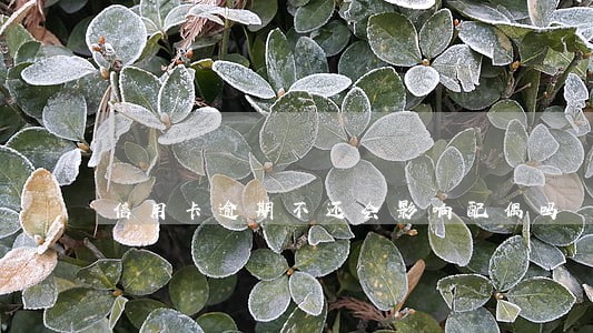 信用卡逾期不还会影响配偶吗 信用卡逾期不还会影响配偶吗