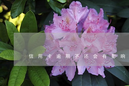 信用卡逾期不还会有影响吗