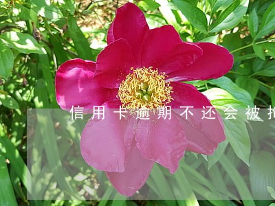 信用卡逾期不还会被拘留吗 信用卡逾期不还会被拘留吗