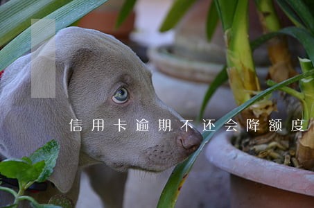 信用卡逾期不还会降额度吗 信用卡逾期不还会降额度吗