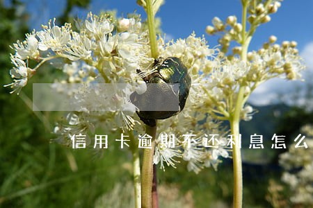 信用卡逾期不还利息怎么操作 信用卡逾期不还利息怎么操作