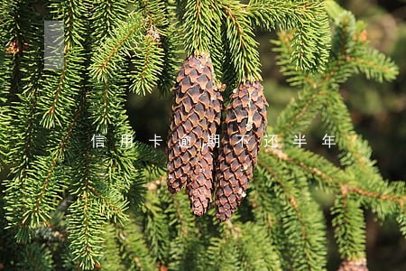 信用卡逾期不还半年
