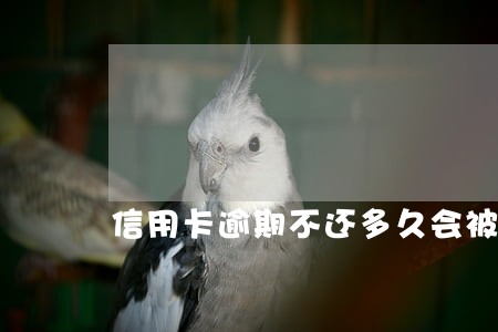 信用卡逾期不还多久会被判坐牢 信用卡逾期不还多久会被判坐牢