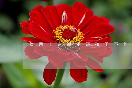 信用卡逾期不还孩子不能上学吗 信用卡逾期不还孩子不能上学吗