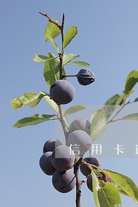 信用卡逾期不还有法金吗