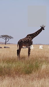 信用卡逾期不还案例