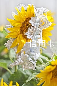 信用卡逾期不还相关法津问题