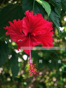 信用卡逾期不还真的能抓人吗