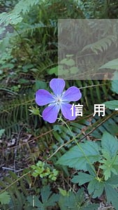 信用卡逾期不还算诈骗吗 信用卡逾期不还算诈骗吗