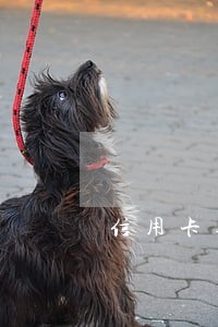 信用卡逾期不还被挂网追逃 信用卡逾期不还被挂网追逃