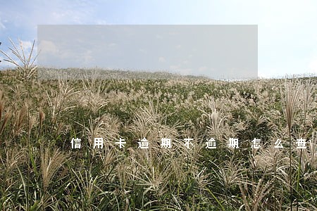 信用卡逾期不逾期怎么查 信用卡逾期不逾期怎么查