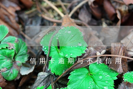 信用卡逾期与不良信用 信用卡逾期与不良信用