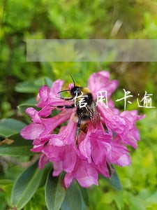 信用卡逾期与刑事诉讼 信用卡逾期与刑事诉讼