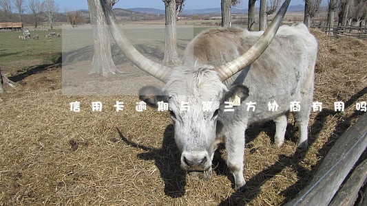 信用卡逾期与第三方协商有用吗 信用卡逾期与第三方协商有用吗