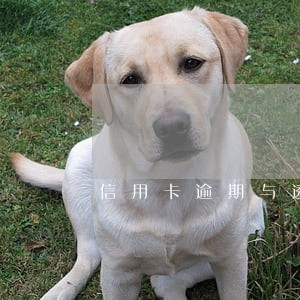 信用卡逾期与透支利息关系 信用卡逾期与透支利息关系