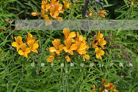 信用卡逾期与银行欠款有区别吗