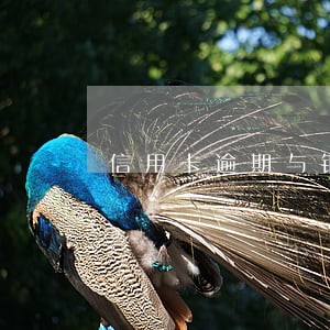 信用卡逾期与银行达成口头协议 信用卡逾期与银行达成口头协议
