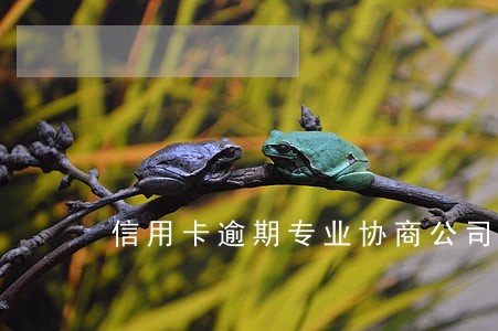 信用卡逾期专业协商公司怎么收费 信用卡逾期专业协商公司怎么收费