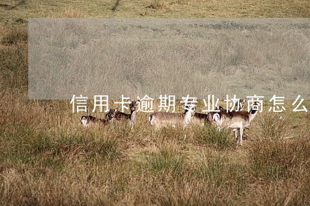 信用卡逾期专业协商怎么找 信用卡逾期专业协商怎么找