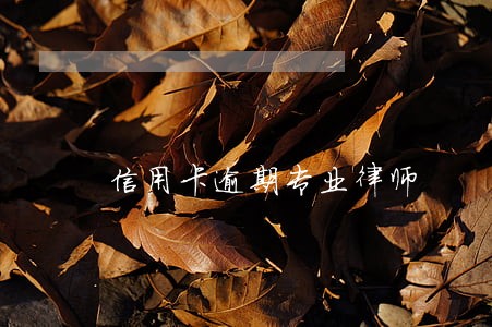 信用卡逾期专业律师 信用卡逾期专业律师