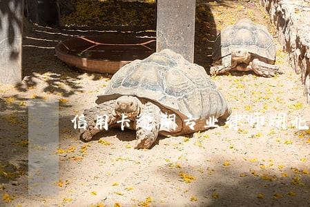 信用卡逾期专业律师湖北杰鼎 信用卡逾期专业律师湖北杰鼎