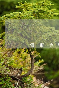信用卡逾期且无法偿还