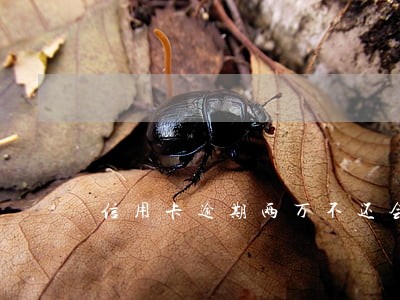 信用卡逾期两万不还会被抓吗