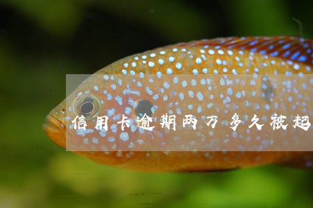 信用卡逾期两万多久被起诉
