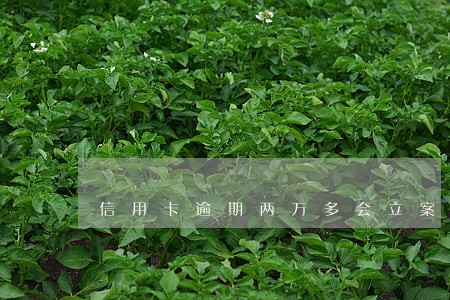 信用卡逾期两万多会立案吗 信用卡逾期两万多会立案吗