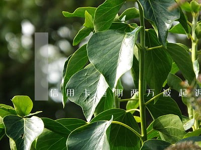 信用卡逾期两万被起诉会怎么样 信用卡逾期两万被起诉会怎么样