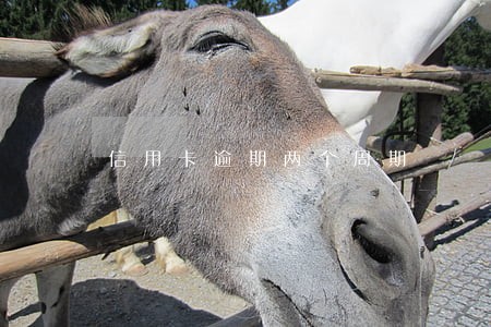 信用卡逾期两个周期