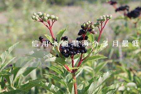 信用卡逾期两个多月最低还款 信用卡逾期两个多月最低还款