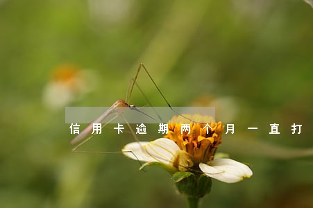 信用卡逾期两个月一直打电话
